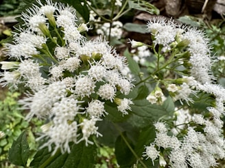 a close up of a white flower on a plant