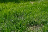 A close-up of freshly laid premium green lawn grass under bright sunlight.