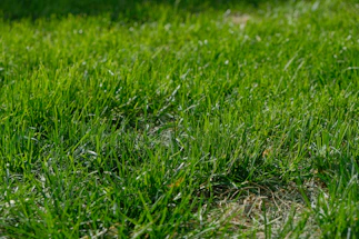 A close-up of a perfectly edged lawn with fresh green stripes under bright sunlight.