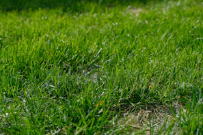 Close-up of a freshly edged lawn with neat grass lines under bright sunlight.