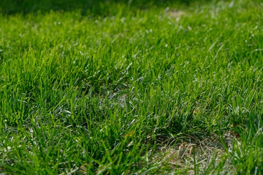 A close-up of a freshly mowed lawn with visible clean stripes under a bright sun.