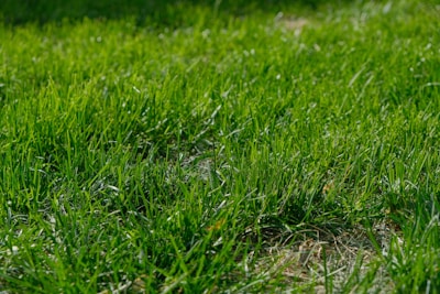 A close-up shot of a professional lawn mower cutting fresh green grass under bright sunlight.