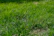 Close-up of a lush green lawn with healthy grass blades glistening in the sunlight.