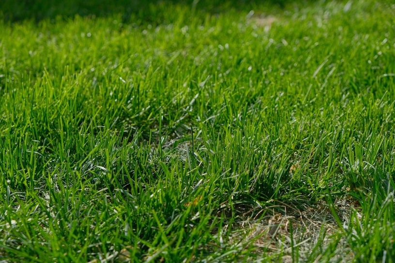 A close-up of fresh, green grass being trimmed with garden shears under bright sunlight.
