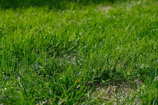 A close-up of rich, green Korean lawn grass under soft sunlight, showcasing its fine texture and healthy growth.