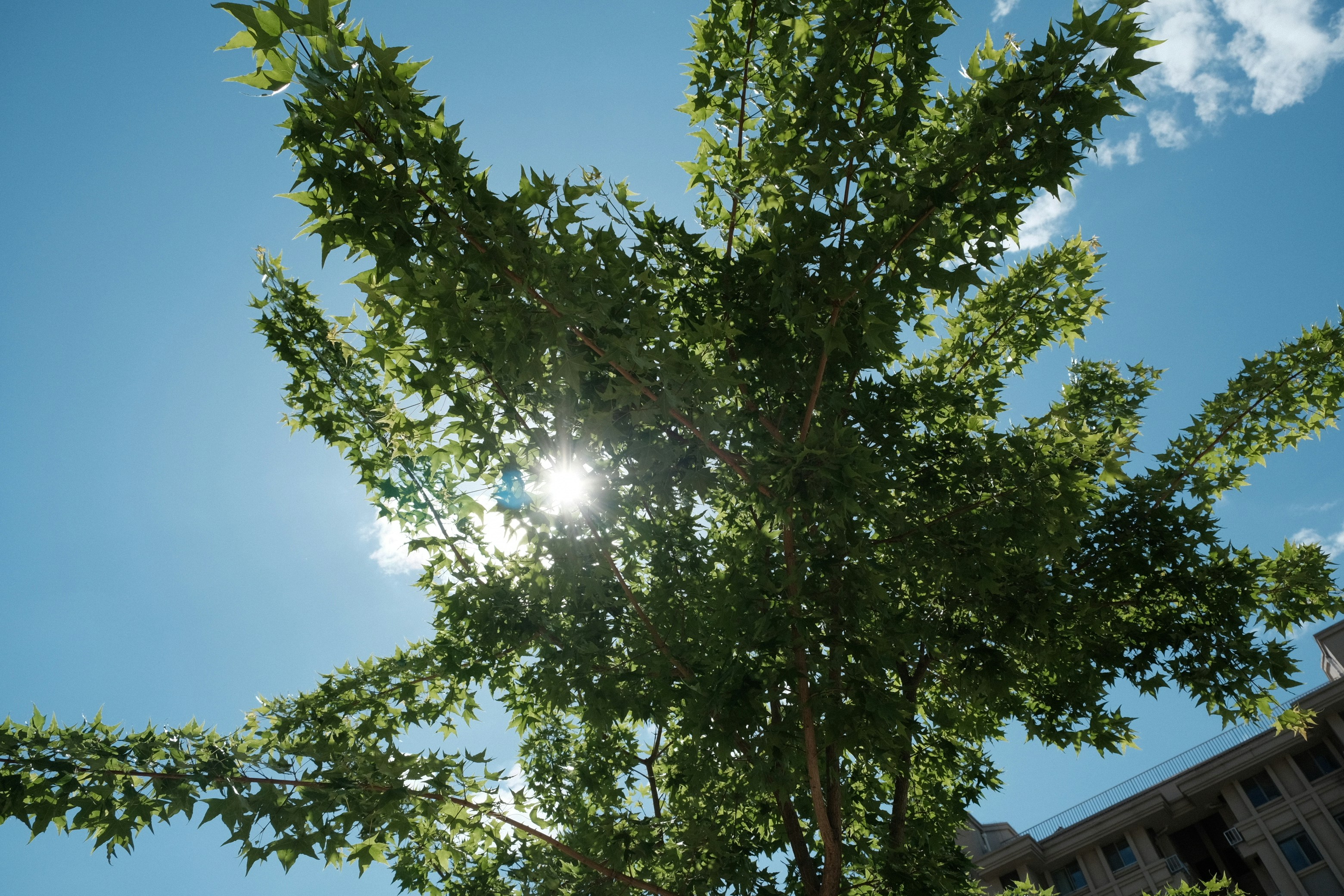 금전수 키우기 물주는 주기와 햇빛 관리법 이미지1