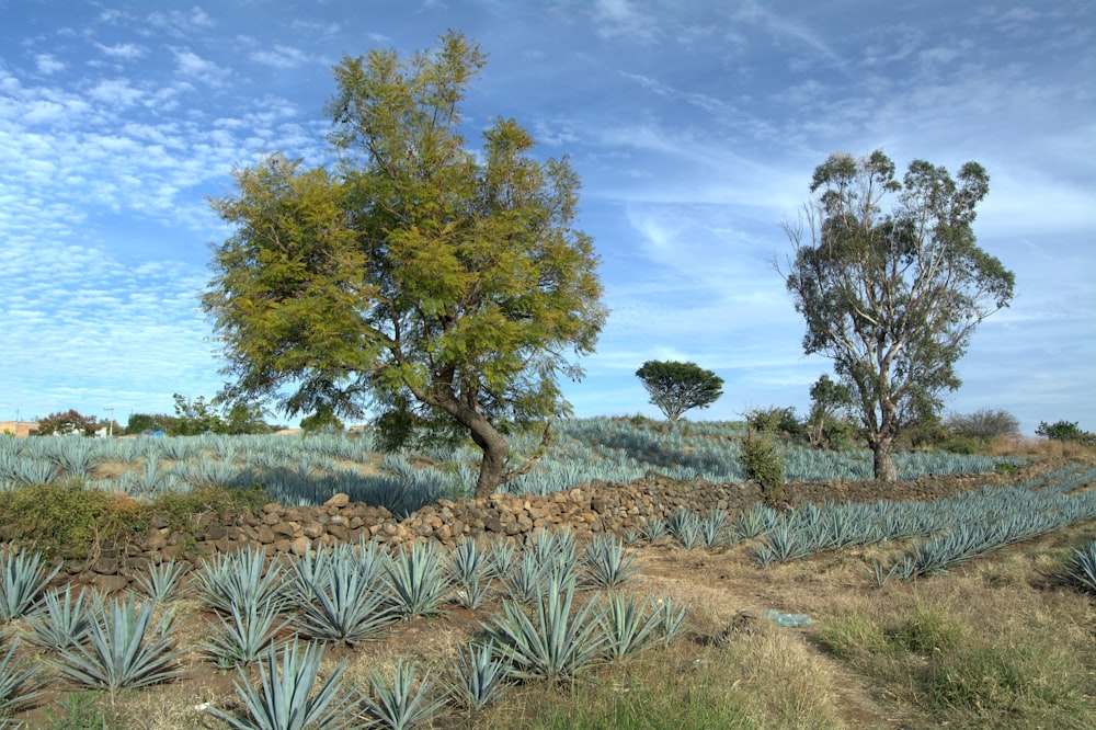 a field of plants and trees under a blue sky