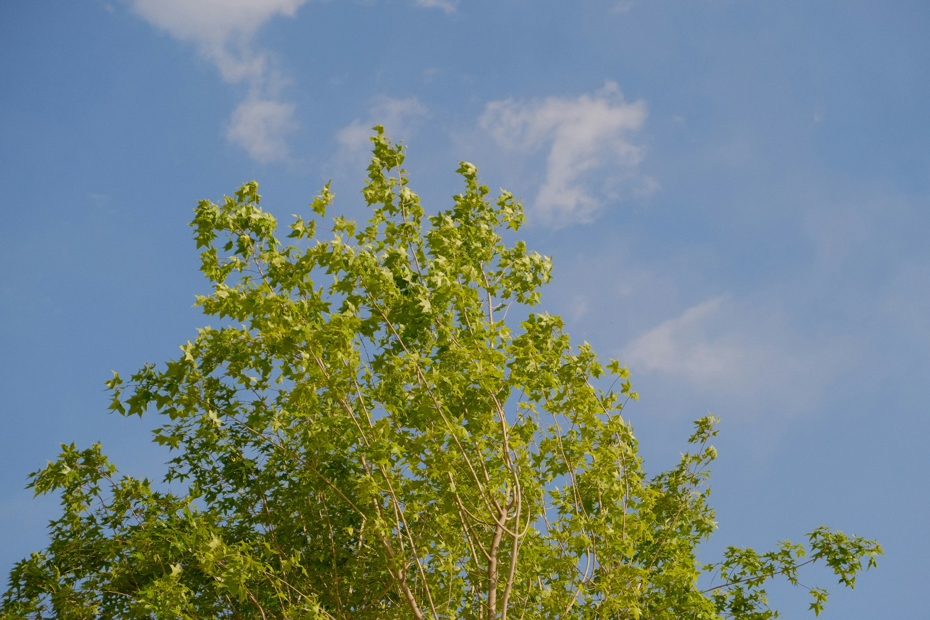 a tree with green leaves against a blue sky