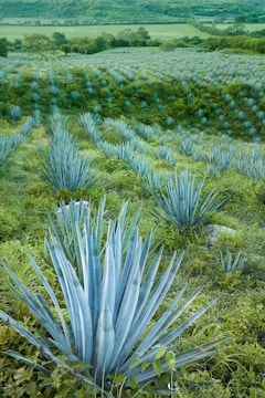 a field full of blue plants in the middle of the day