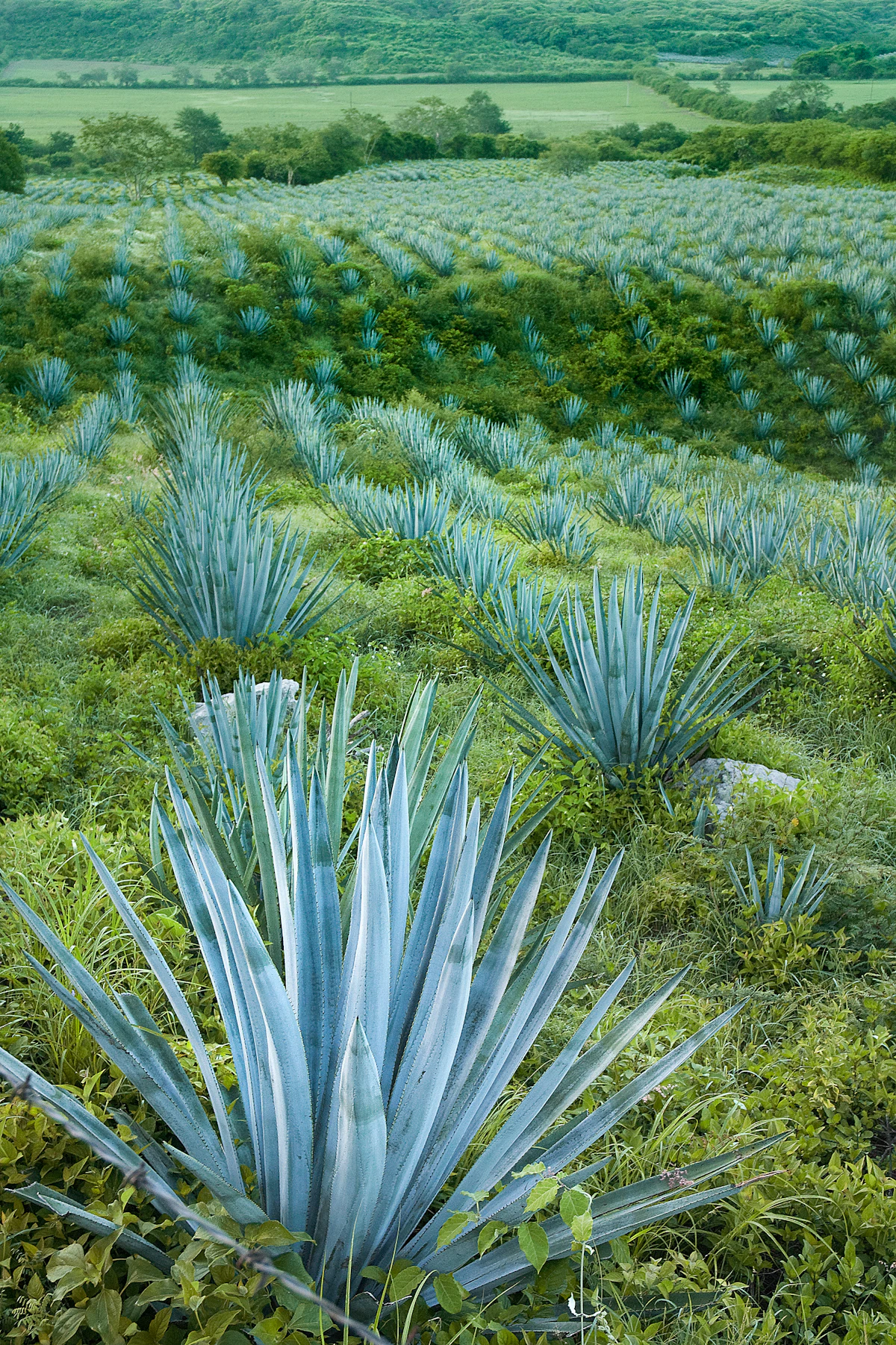 Tequila