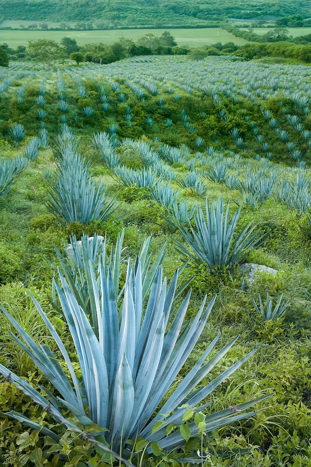 a field full of blue plants in the middle of the day