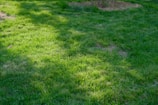 A lush green lawn with sunlight filtering through, creating patches of light and shadow. The grass is dense and well-maintained, with some areas appearing slightly dry.