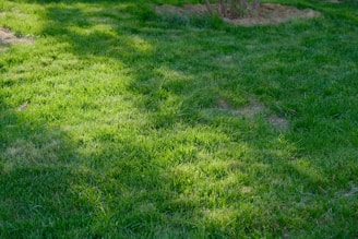 A lush green lawn with sunlight filtering through, creating patches of light and shadow. The grass is dense and well-maintained, with some areas appearing slightly dry.