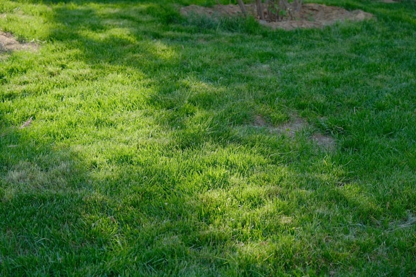 A freshly edged lawn with crisp, clean lines under bright sunlight.