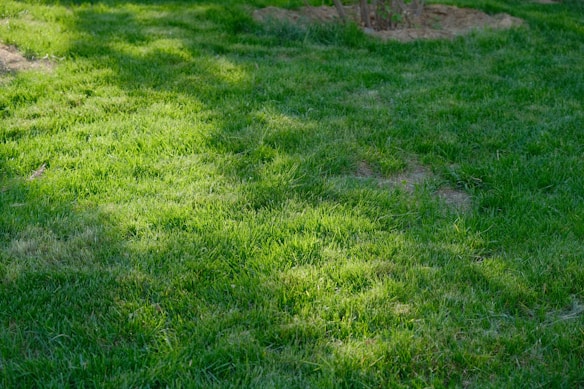 A lush green lawn with sunlight filtering through, creating patches of light and shadow. The grass is dense and well-maintained, with some areas appearing slightly dry.