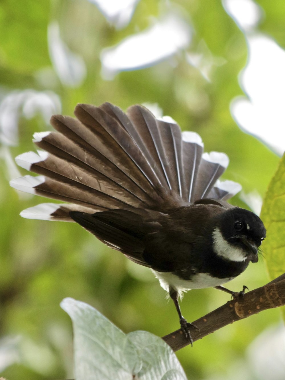 a black and white bird sitting on a tree branch