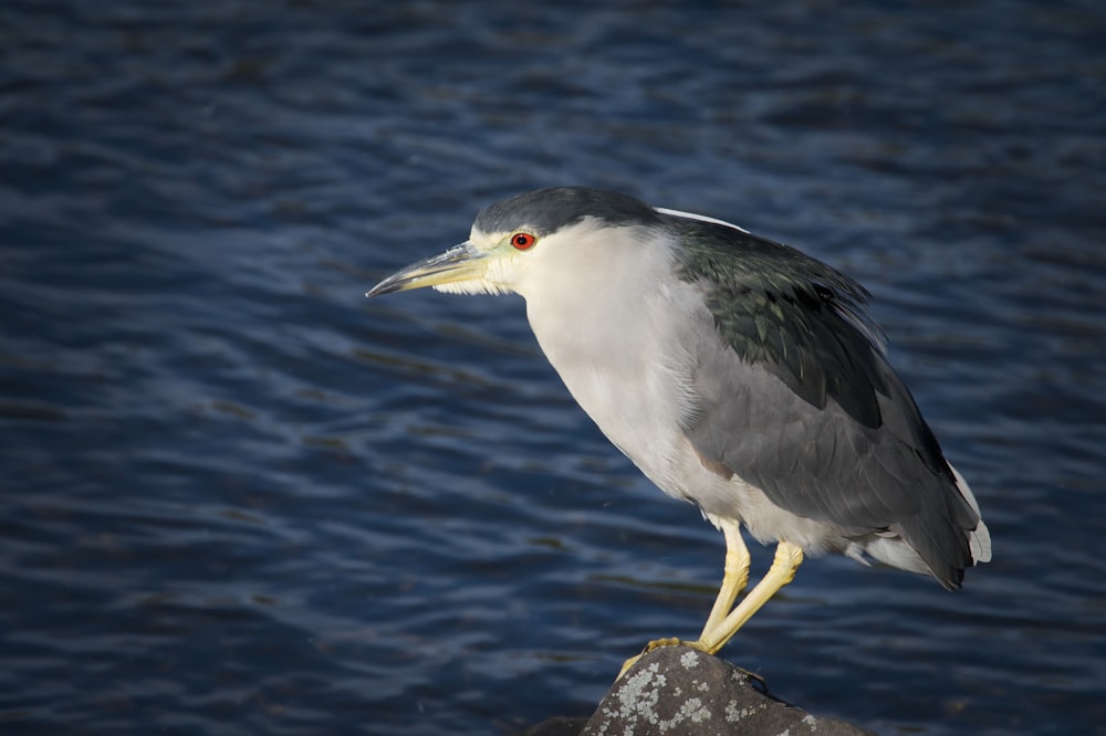 a bird is standing on a rock by the water