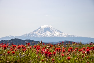 a field of red flowers with a mountain in the background
