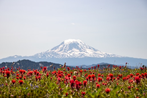 a field of red flowers with a mountain in the background