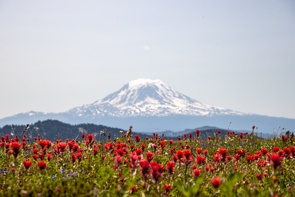 a field of red flowers with a mountain in the background