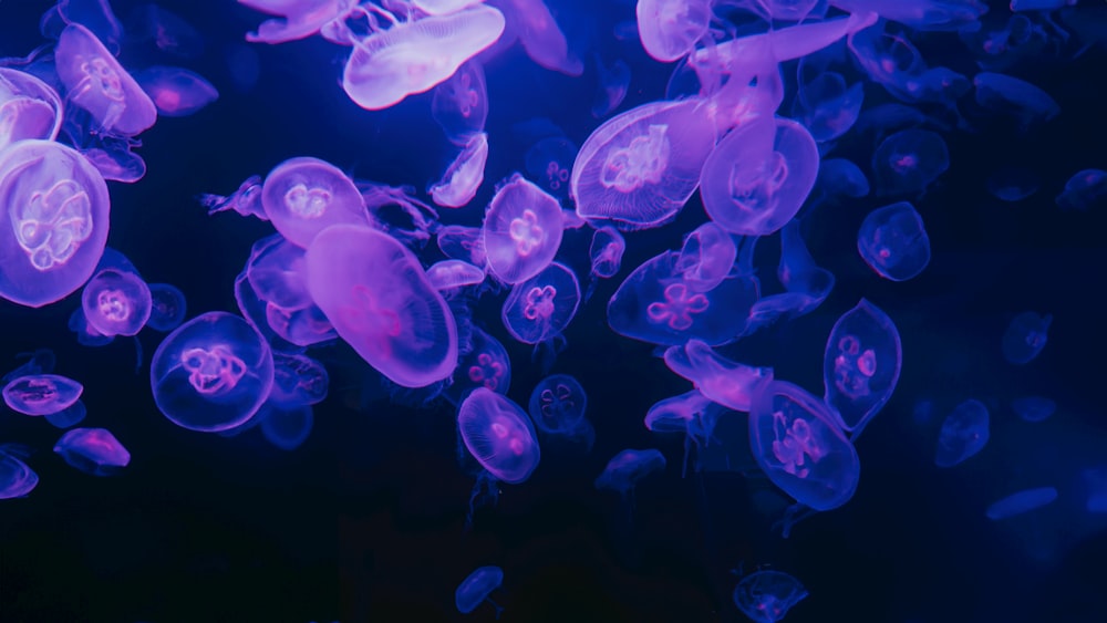 a group of purple jellyfish floating in the water