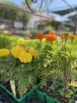 Bright marigold flowers are blooming in pots, with vibrant yellow and orange petals. The background shows a softly blurred garden setting with greenery and structures, suggesting an outdoor nursery or garden center. The plants are displayed in green containers.
