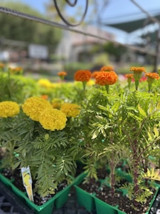Sidewalk Marigolds