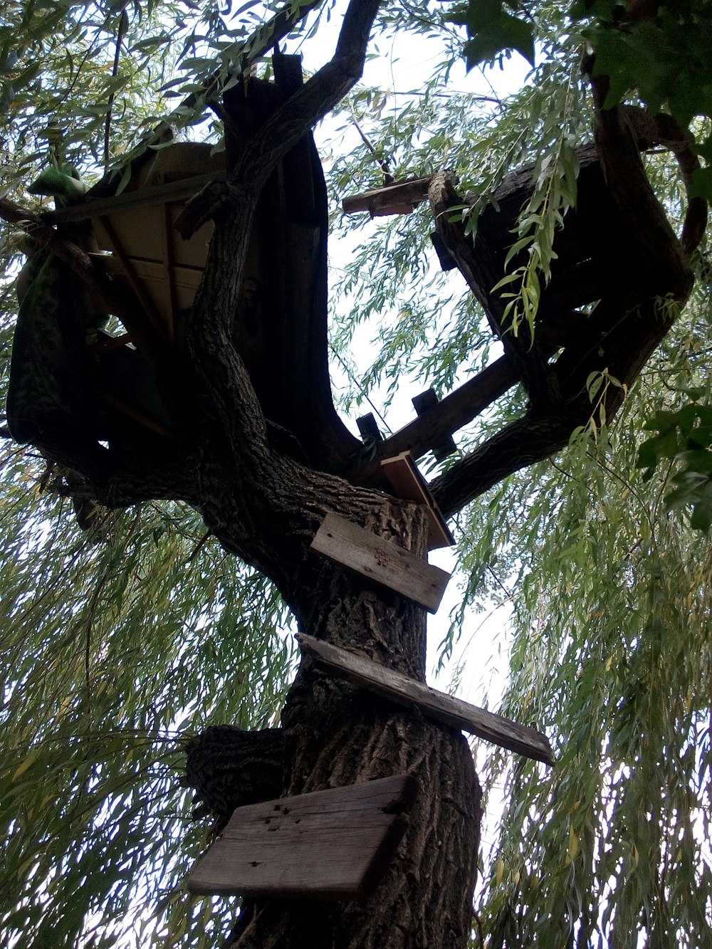 a tree with a bunch of signs attached to it