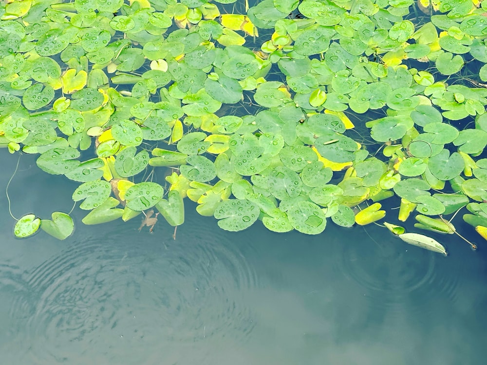 a bunch of water lilies floating on top of a body of water