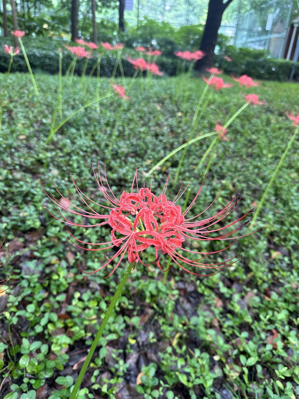 a red flower that is in the grass