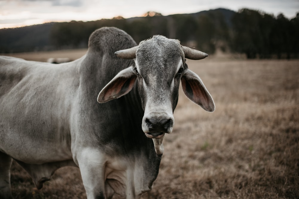 a close up of a cow in a field