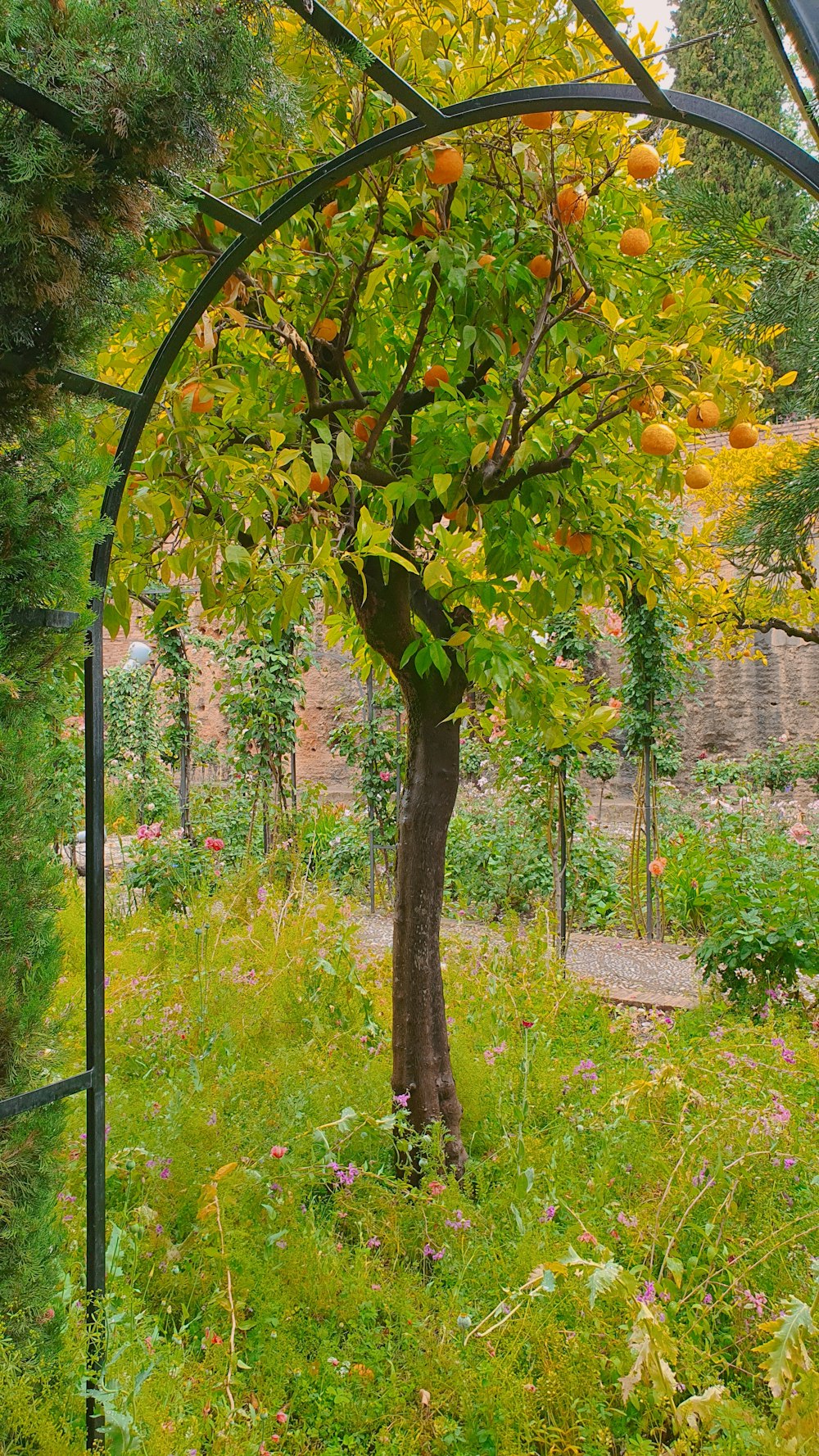 an orange tree is growing in a garden