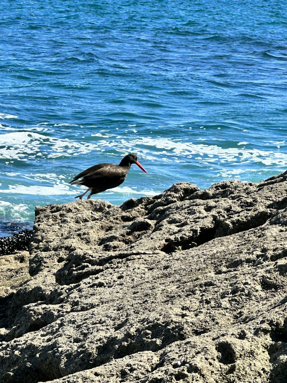 a bird standing on a rock near the ocean