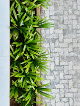 a white bench sitting next to a green plant