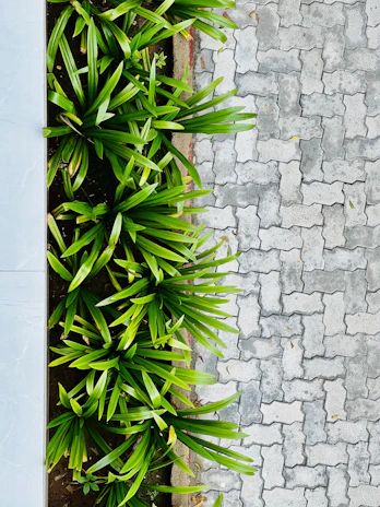 a white bench sitting next to a green plant