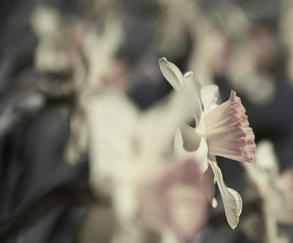 a close up of a flower with a blurry background