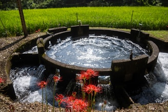 A circular stone or concrete water feature with cascading water flowing into it, surrounded by lush green grass and vibrant red flowers in the foreground. The background features a sunlit field with rich green crops and trees.
