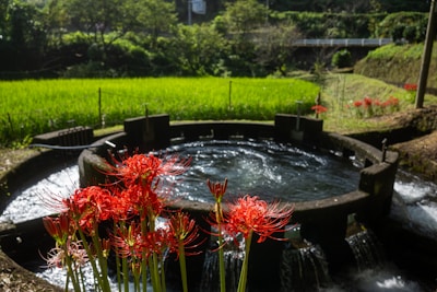 A circular stone water structure with flowing water in a lush green landscape. Bright red flowers are in the foreground, adding vibrant contrast. In the background, terraced fields are visible, separated by a fence, with dense green foliage and a white bridge crossing over a creek.