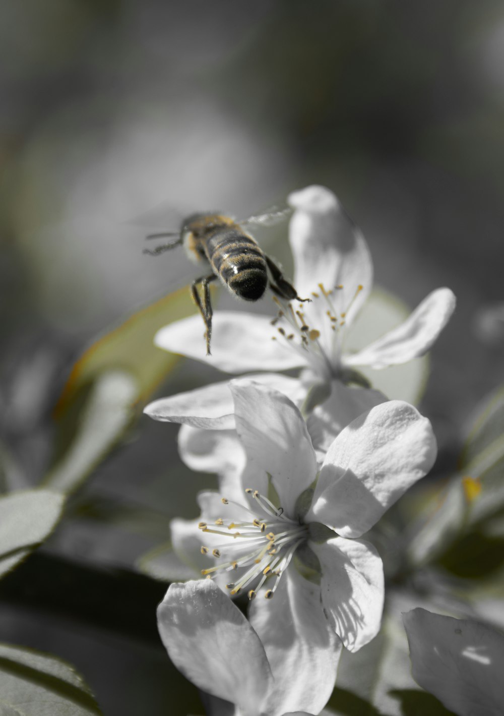 a bee is sitting on a white flower