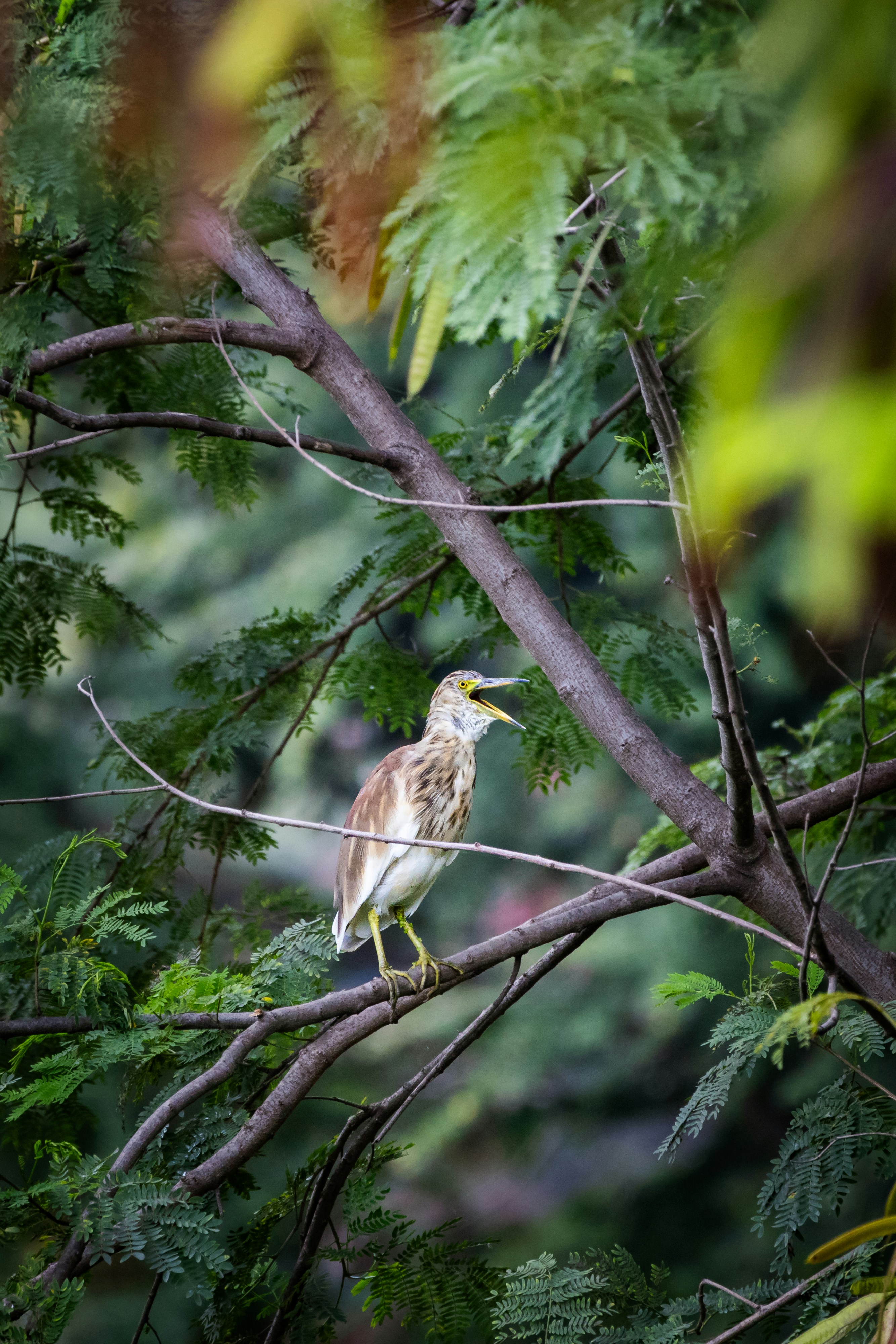 Photo by sameer_srivastava