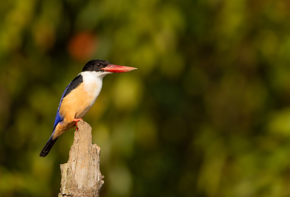 a small bird perched on top of a wooden post