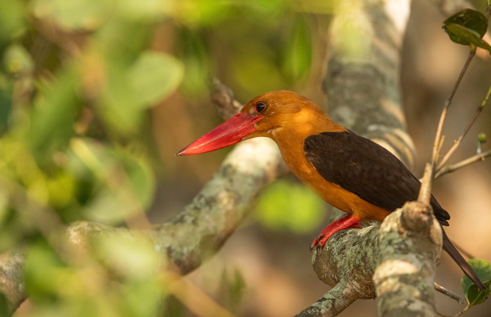 a bird sitting on a branch of a tree