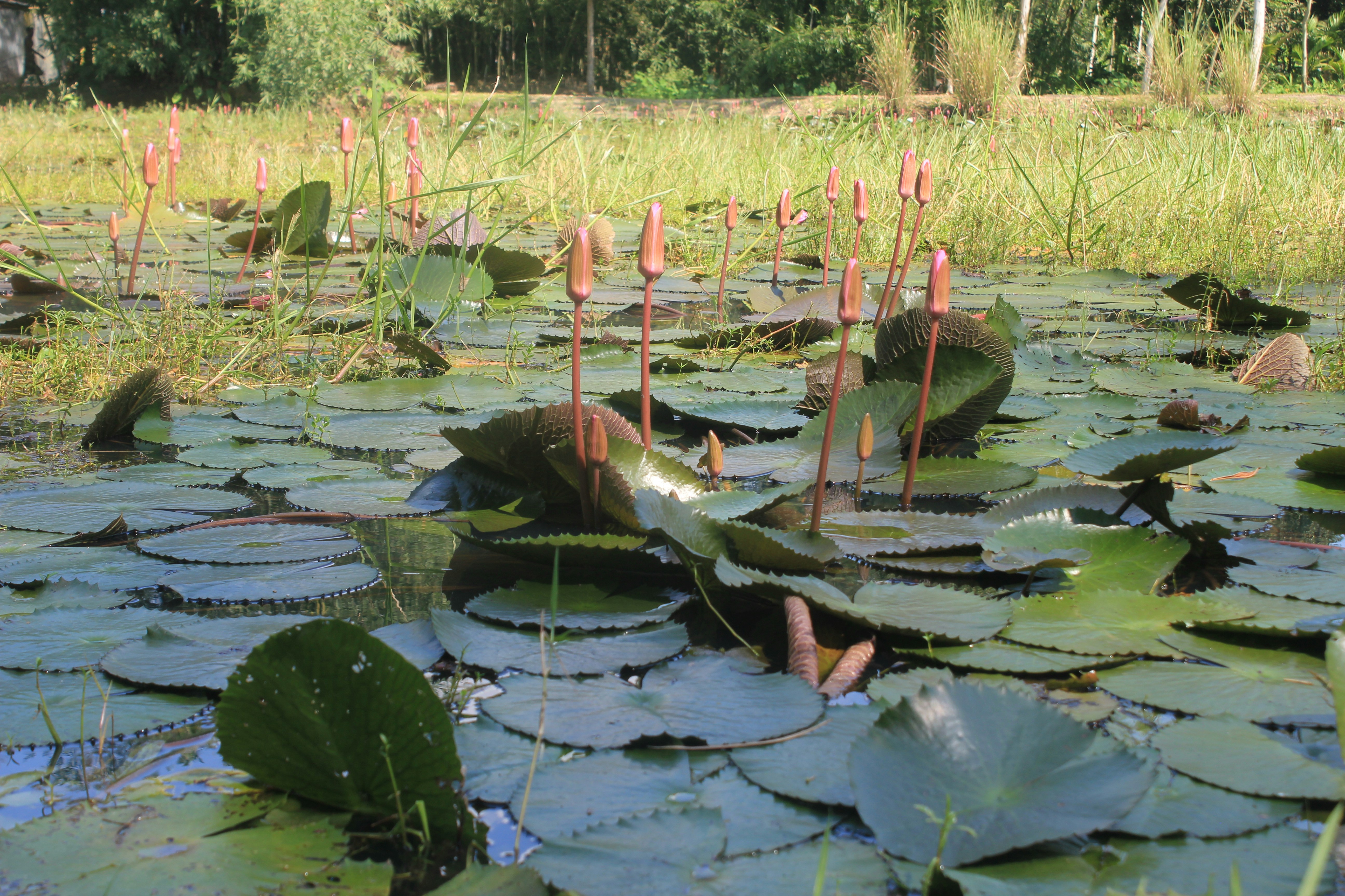 Photo by alimulislam