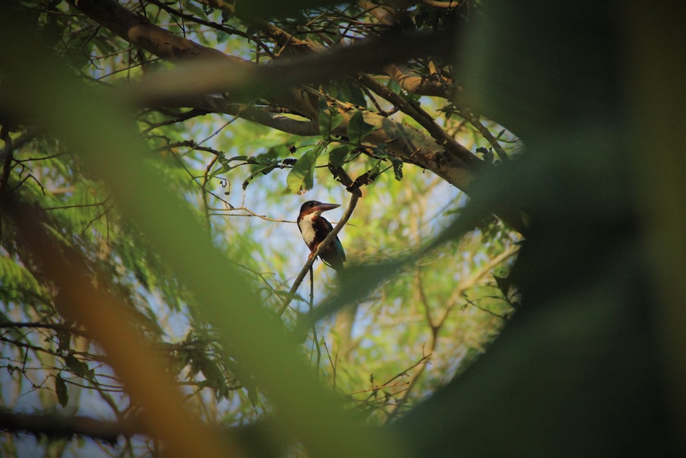 a bird sitting on a branch of a tree