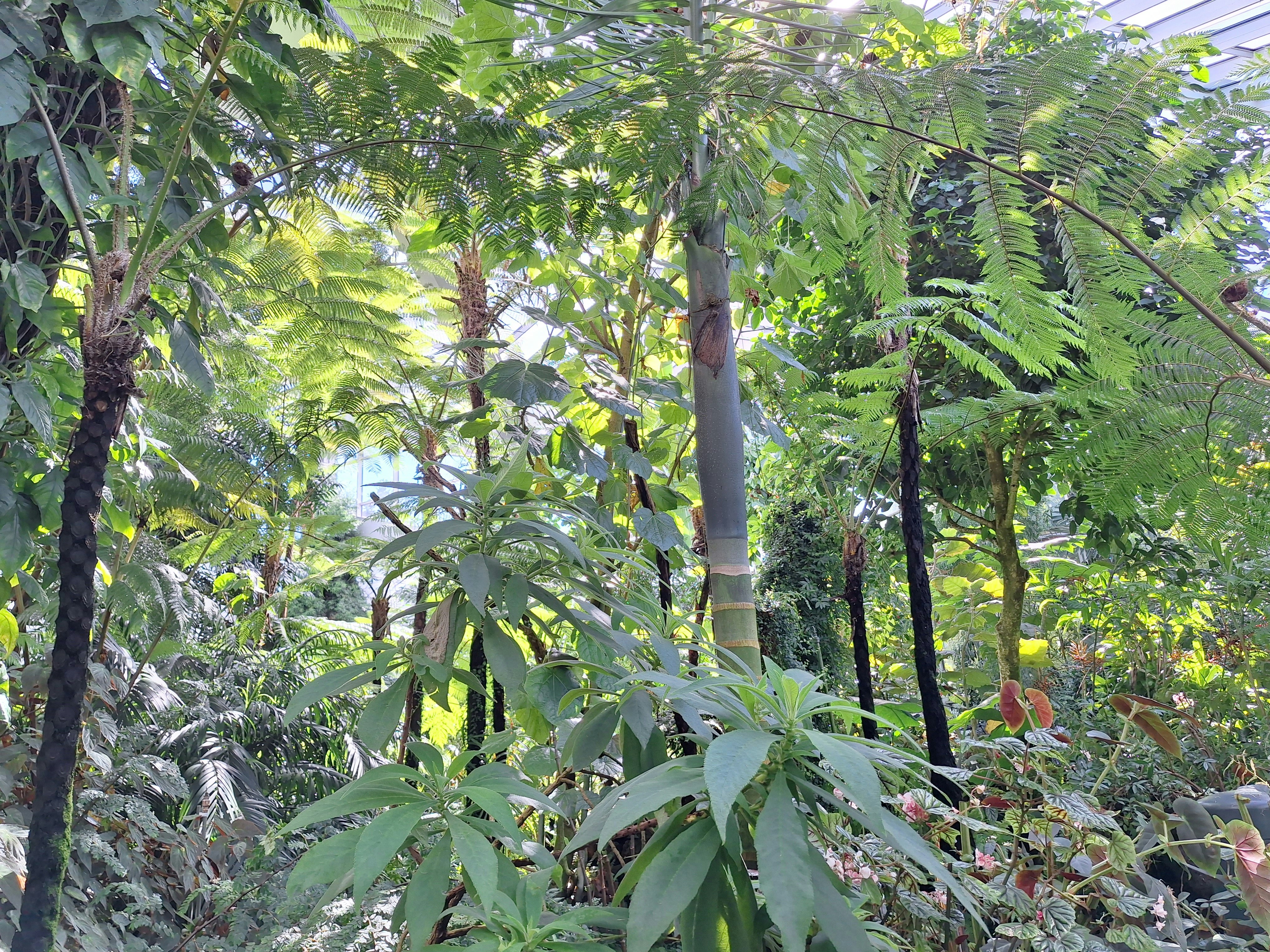 観葉植物 初心者向け