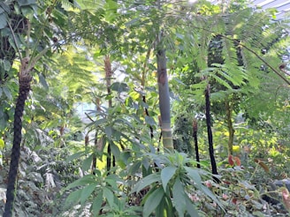 a lush green forest filled with lots of trees