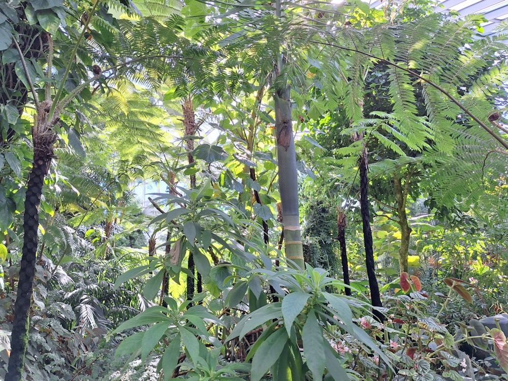 a lush green forest filled with lots of trees