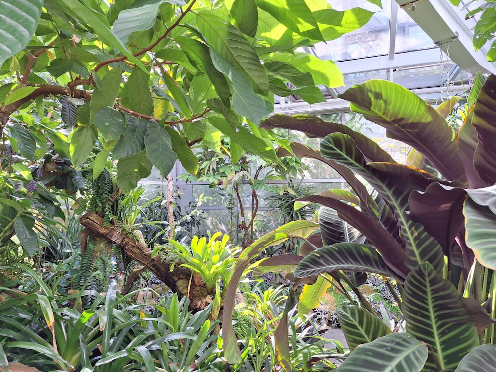 a bunch of plants that are inside of a building