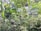 A lush indoor garden filled with a variety of green plants and foliage. White flowers are scattered throughout the dense greenery, which includes ferns and large leafy plants. Sunlight filters through a glass structure, enhancing the vibrant colors of the leaves.