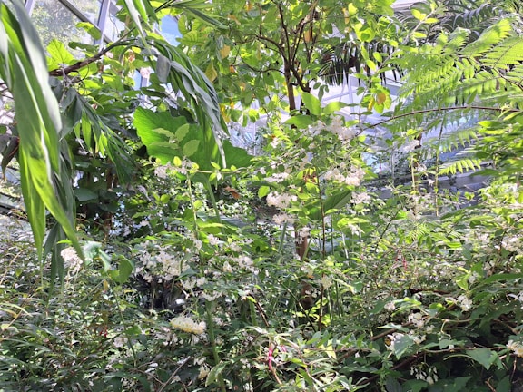 A lush indoor garden filled with a variety of green plants and foliage. White flowers are scattered throughout the dense greenery, which includes ferns and large leafy plants. Sunlight filters through a glass structure, enhancing the vibrant colors of the leaves.